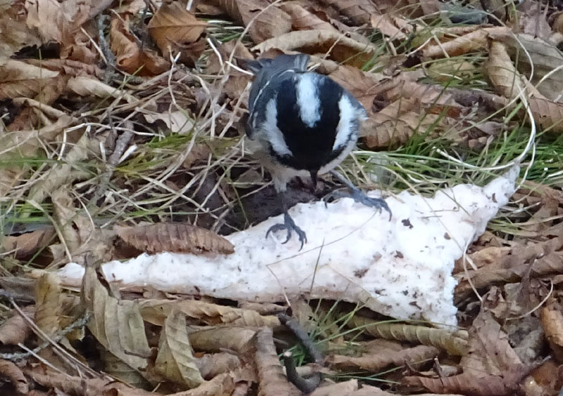 Periparus ater (Cincia mora) - Paridae